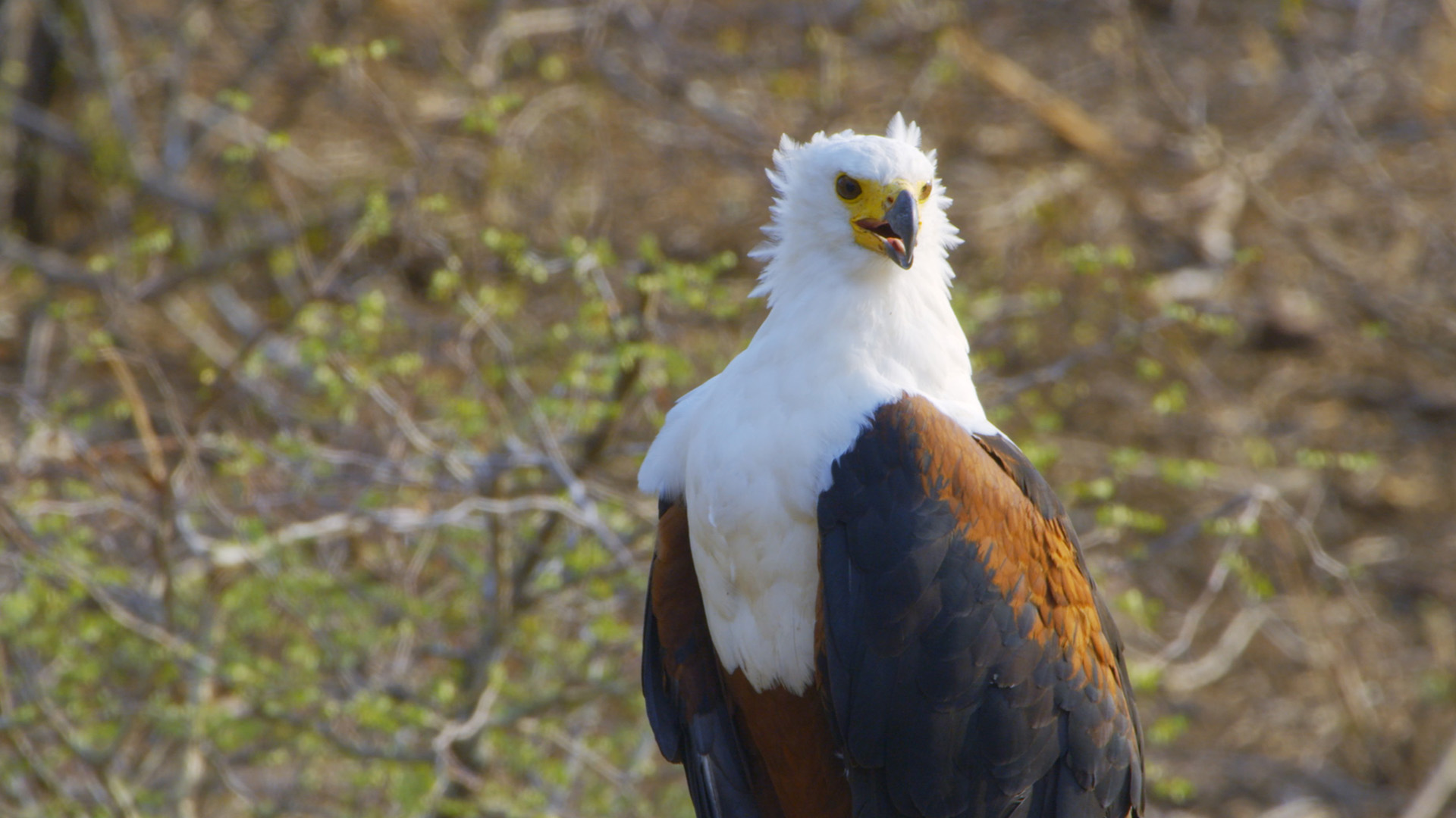 A fish eagle looks for prey. This is from Africa's Deadliest: Deadly Waters. [Photo of the day - November 2022]