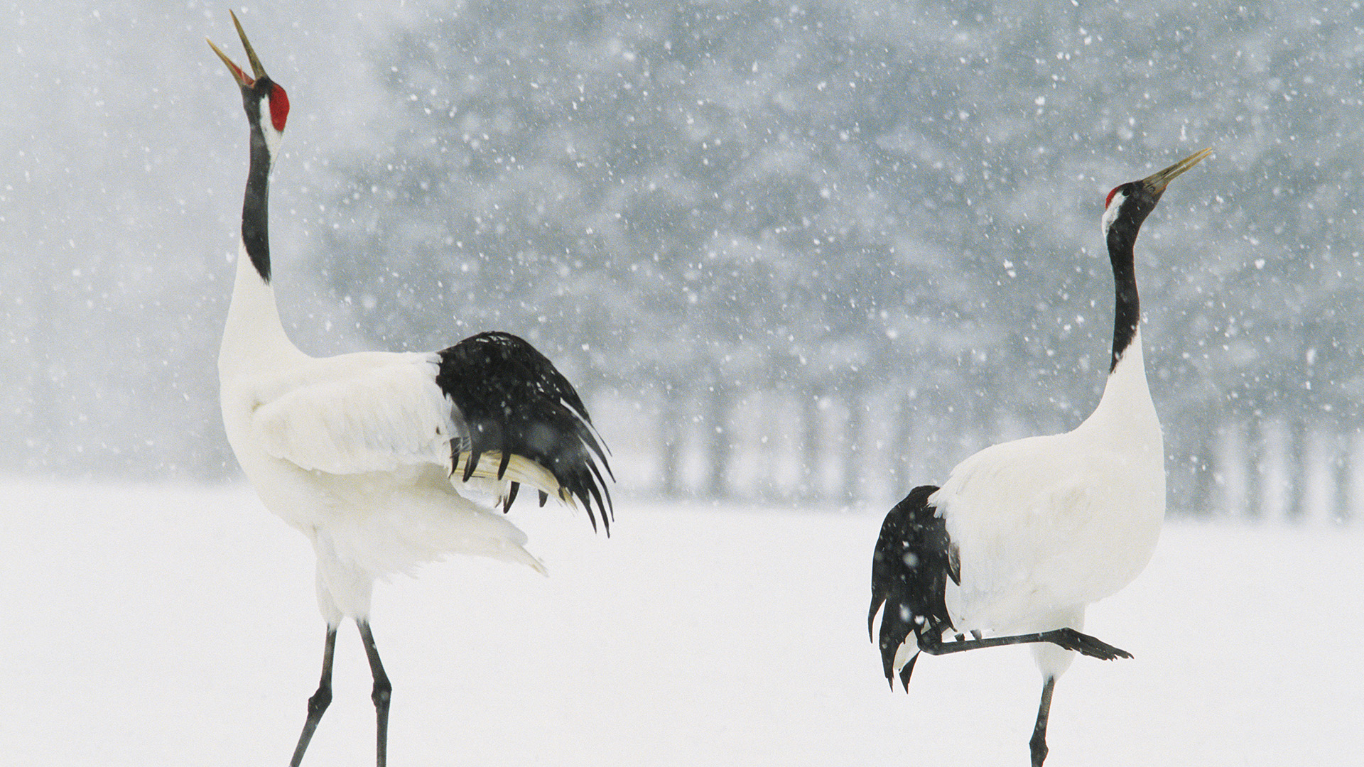 Red crowned cranes pair for life and each spring they renew their bond by performing a courtship... [Photo of the day - November 2022]