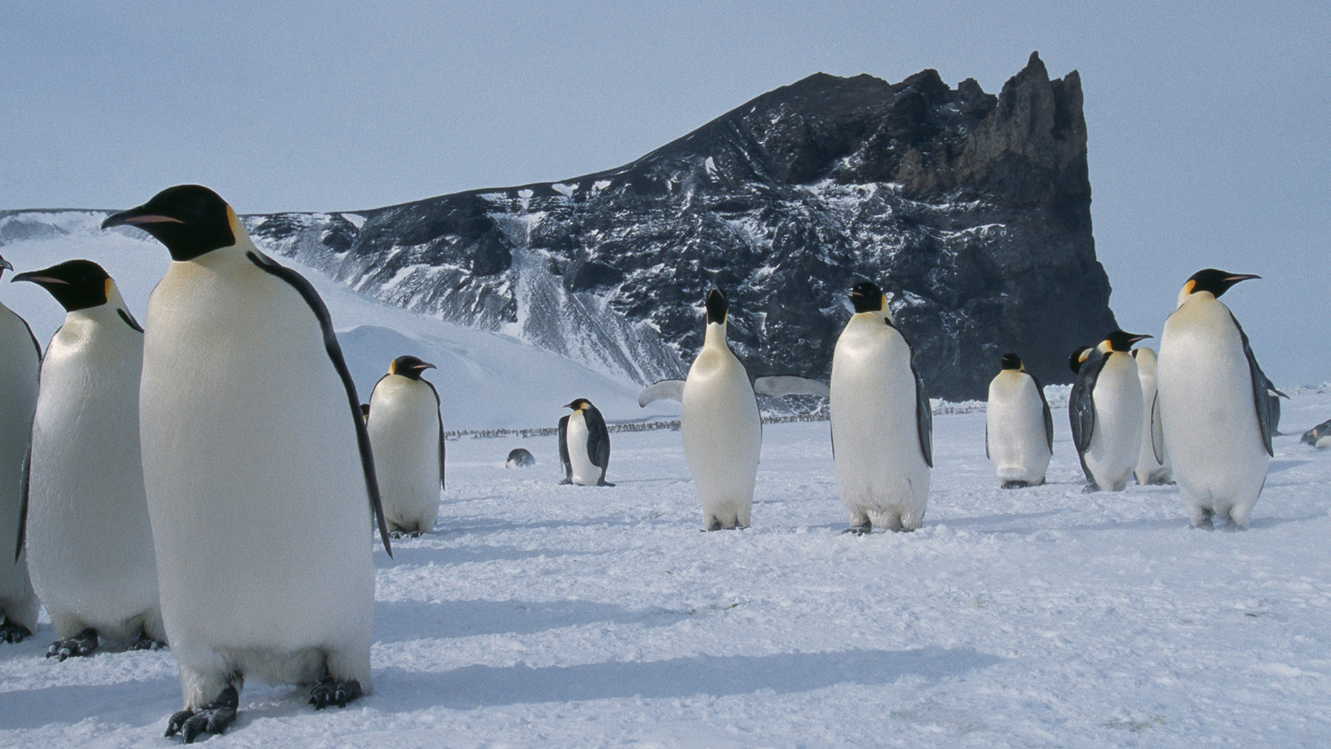 A group of adult emperor penguins stand together while one stretches its wings in Cape... [Photo of the day - November 2022]
