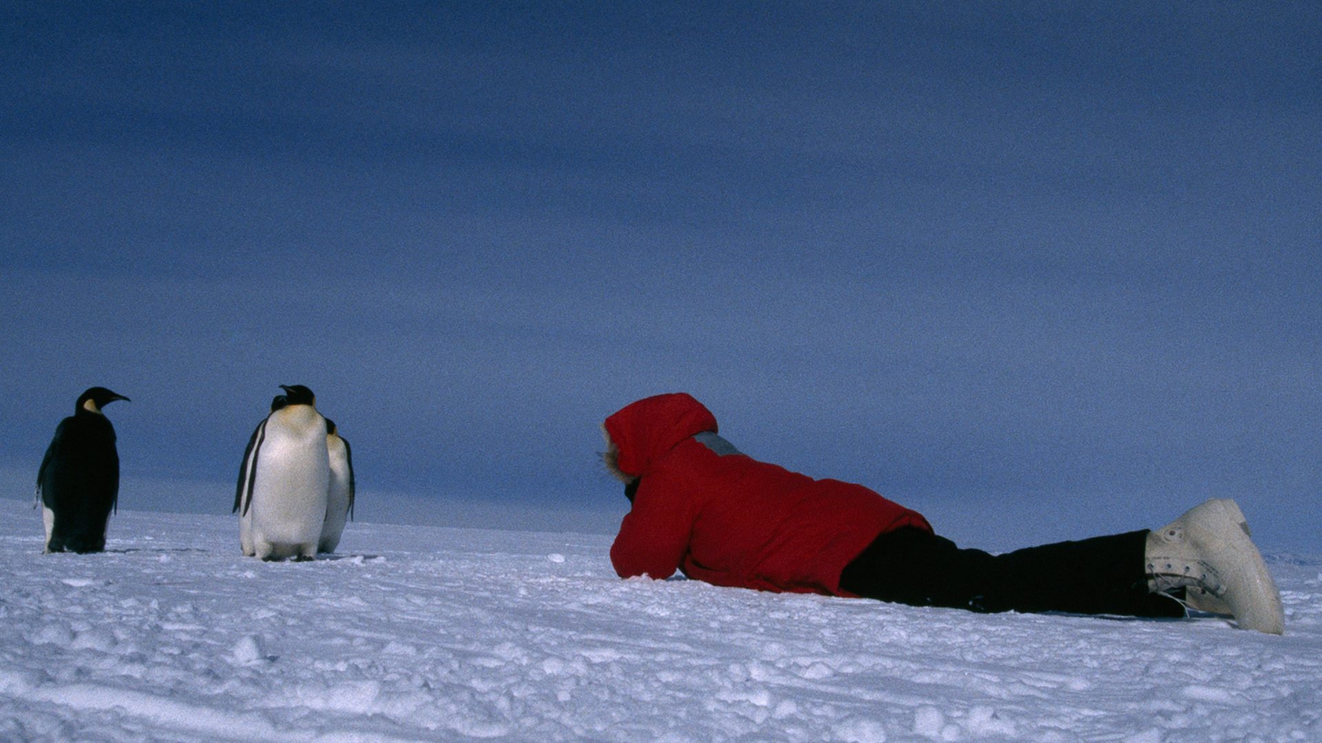 A researcher lies on the ice and observes an adult emperor penguin in Cape Washington,... [Photo of the day - November 2022]