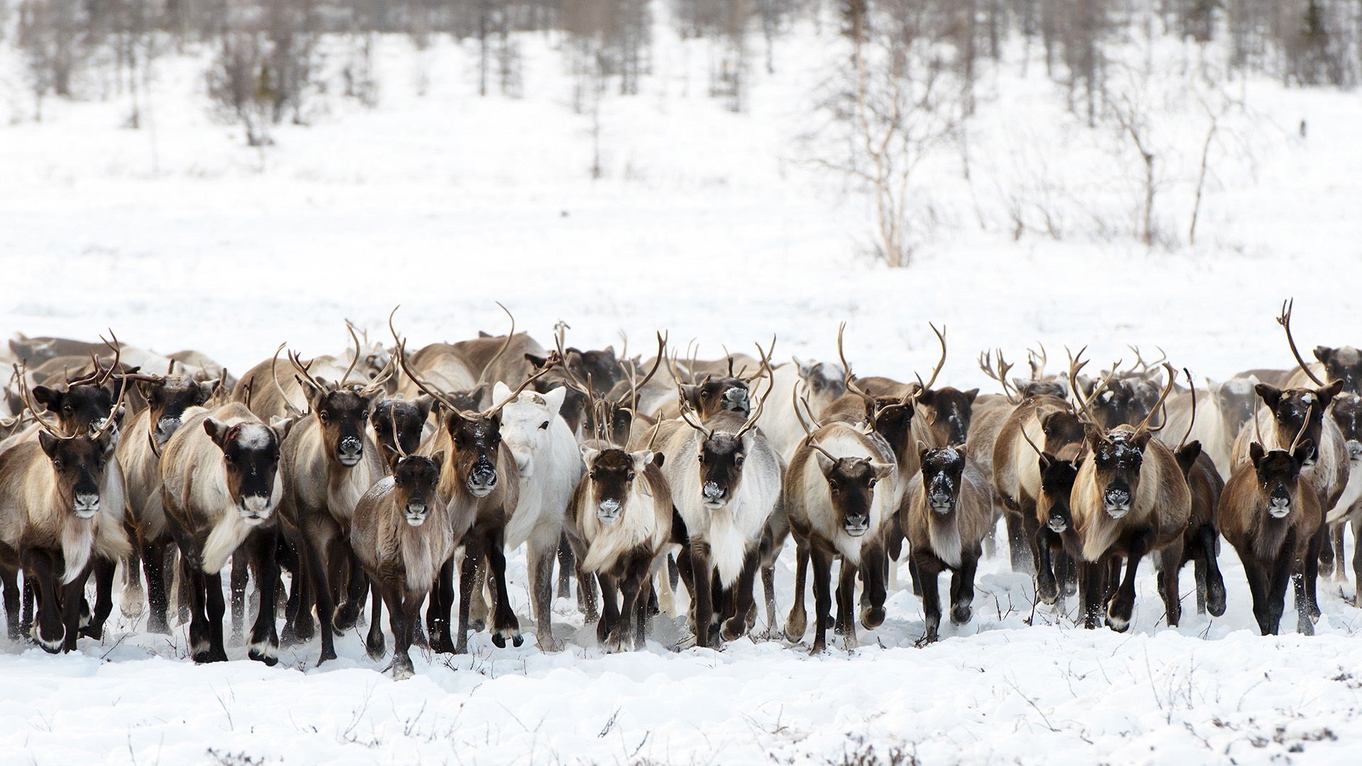 In spring, reindeer migrate from the forests to the tundra, which transforms into a vast meadow... [Photo of the day - November 2022]