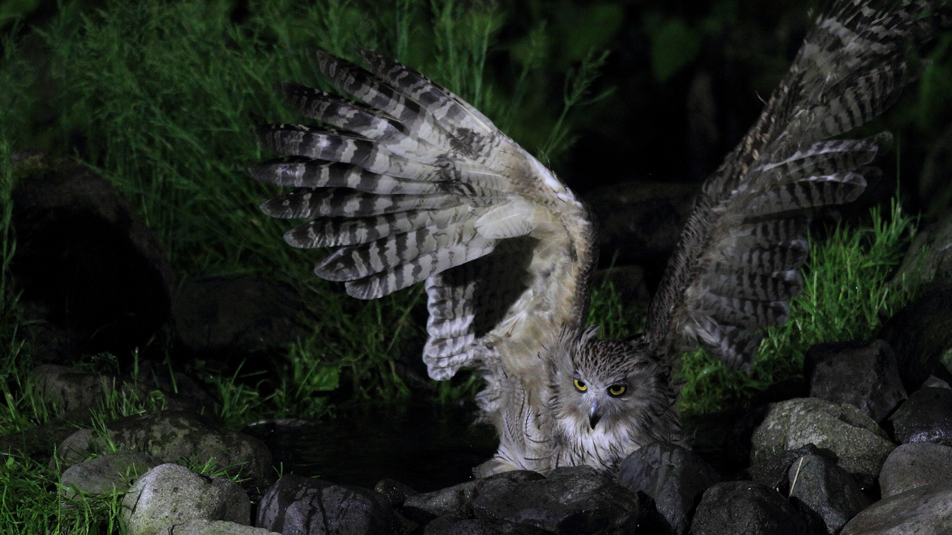The Blackiston's fish owl hunts cherry salmon during their upstream migration to spawn. This is... [Photo of the day - November 2022]