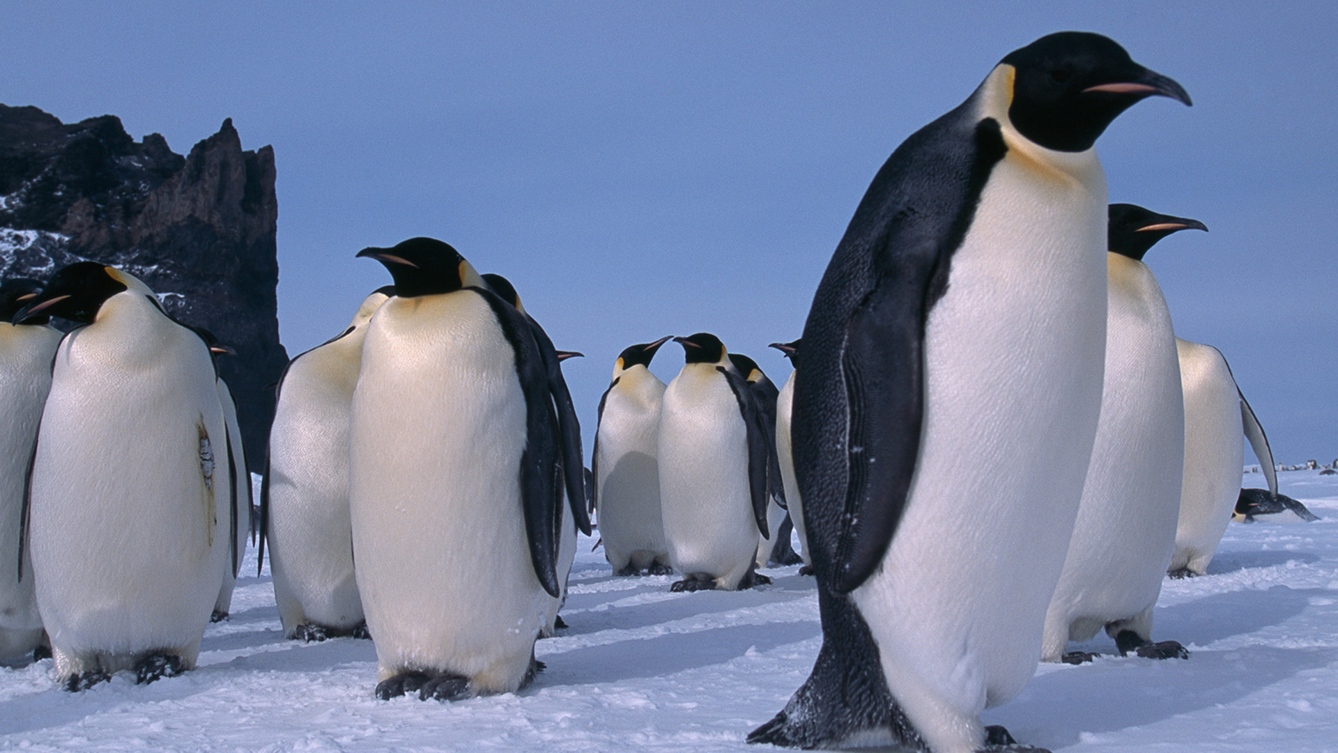 A group of adult emperor penguins stand together on the ice in Cape Washington, Antarctica. This... [Photo of the day - November 2022]