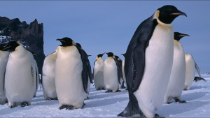 A group of adult emperor penguins... [Photo of the day - 27 NOVEMBER 2022]