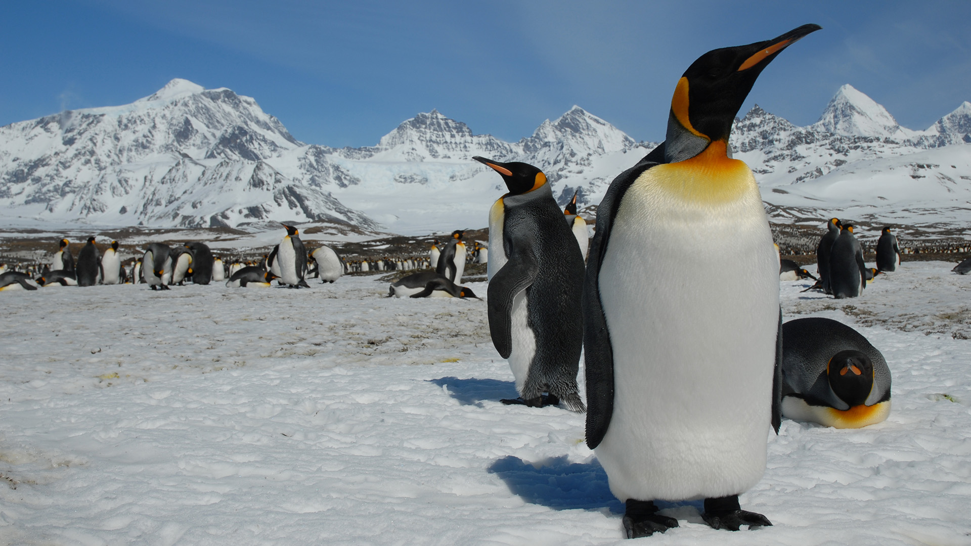 King penguin. This is from A Penguin's Life. [Photo of the day - November 2022]