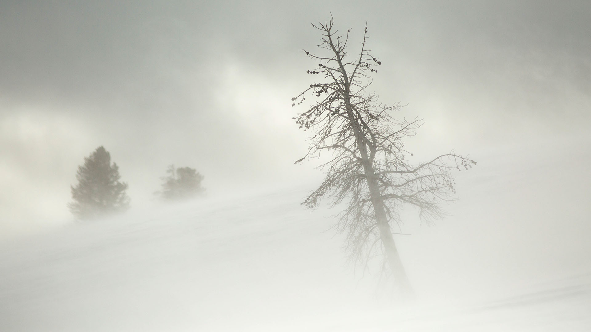 Blizzard conditions in the Yellowstone interior. This is from WILD YELLOWSTONE. [Photo of the day - December 2022]