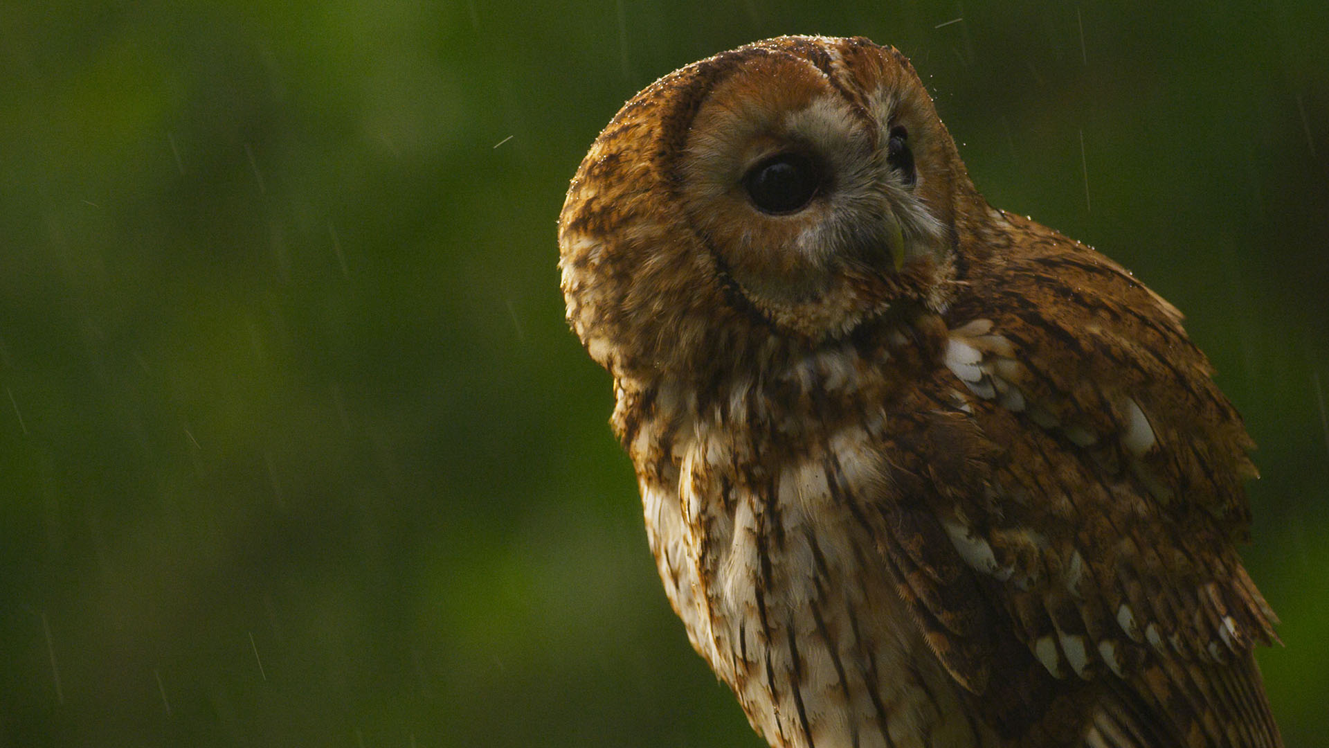 A Tawny Owl sits on its perch. This is from NATURAL TREASURES [Photo of the day - December 2022]