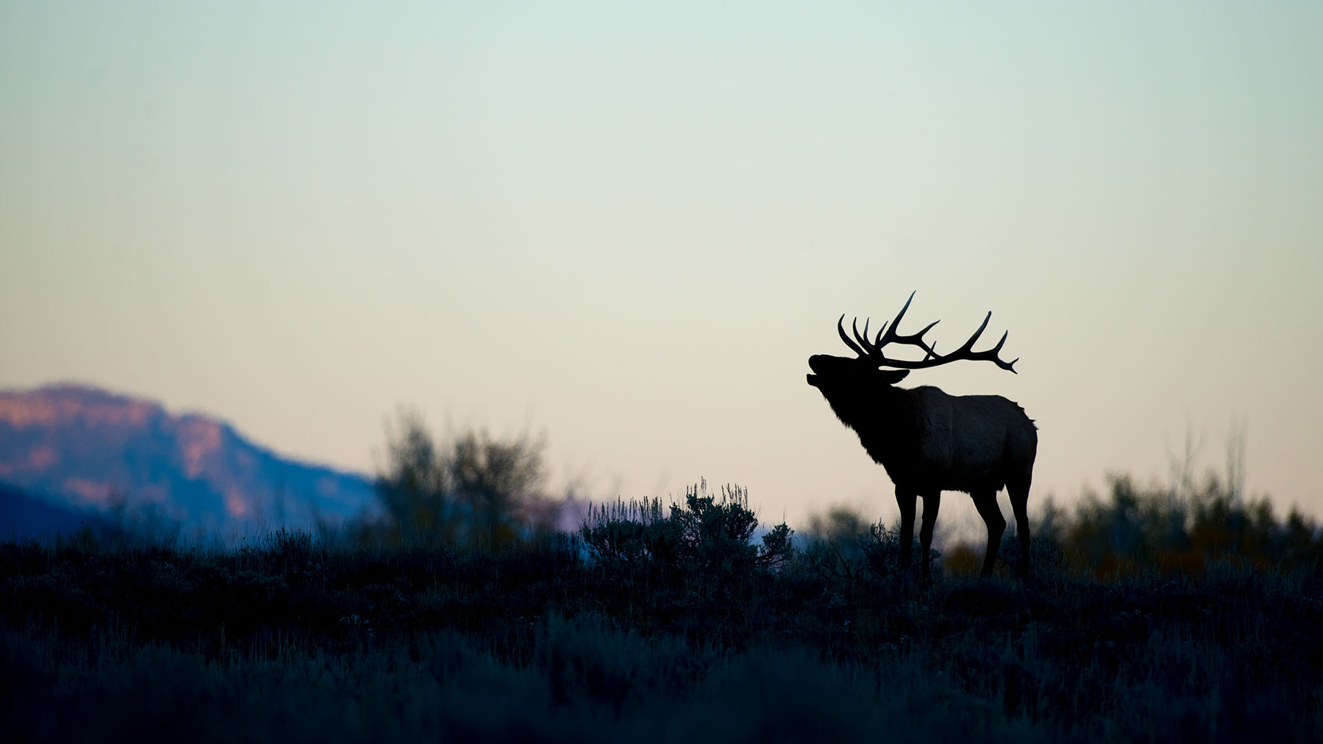 Elk Bugling to attract females during the elk rut. This is from WILD YELLOWSTONE. [Photo of the day - December 2022]