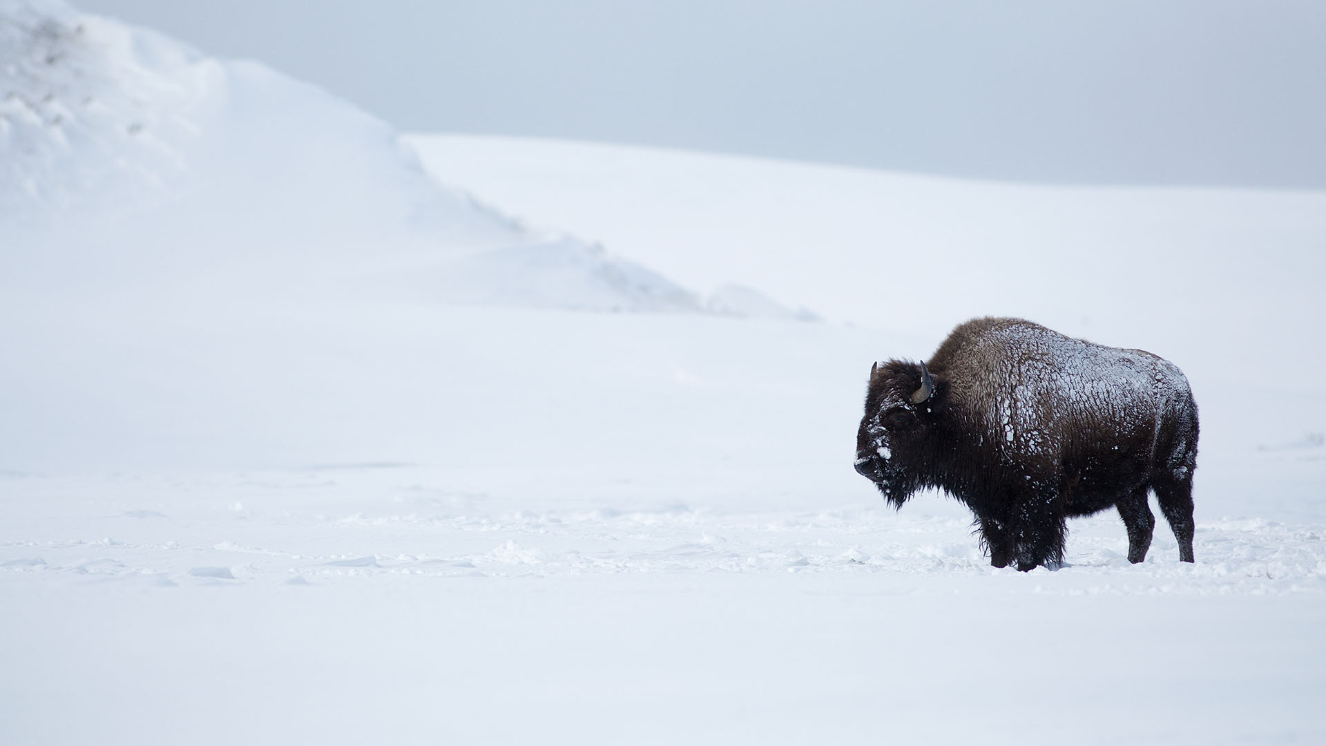 Lone Bison in the snowfields of Hayden Valley, Yellowstone. This is from WILD YELLOWSTONE. [Photo of the day - December 2022]