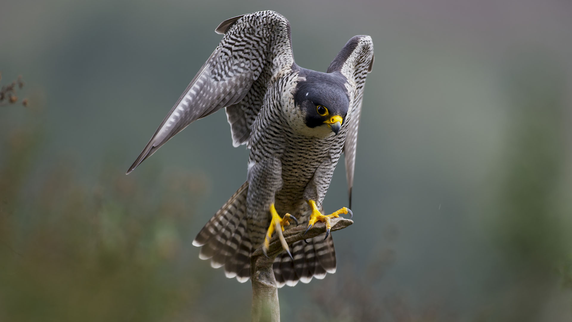 A Peregrine falcon takes flight to catch prey. This is from NATURAL TREASURES. [Photo of the day - December 2022]