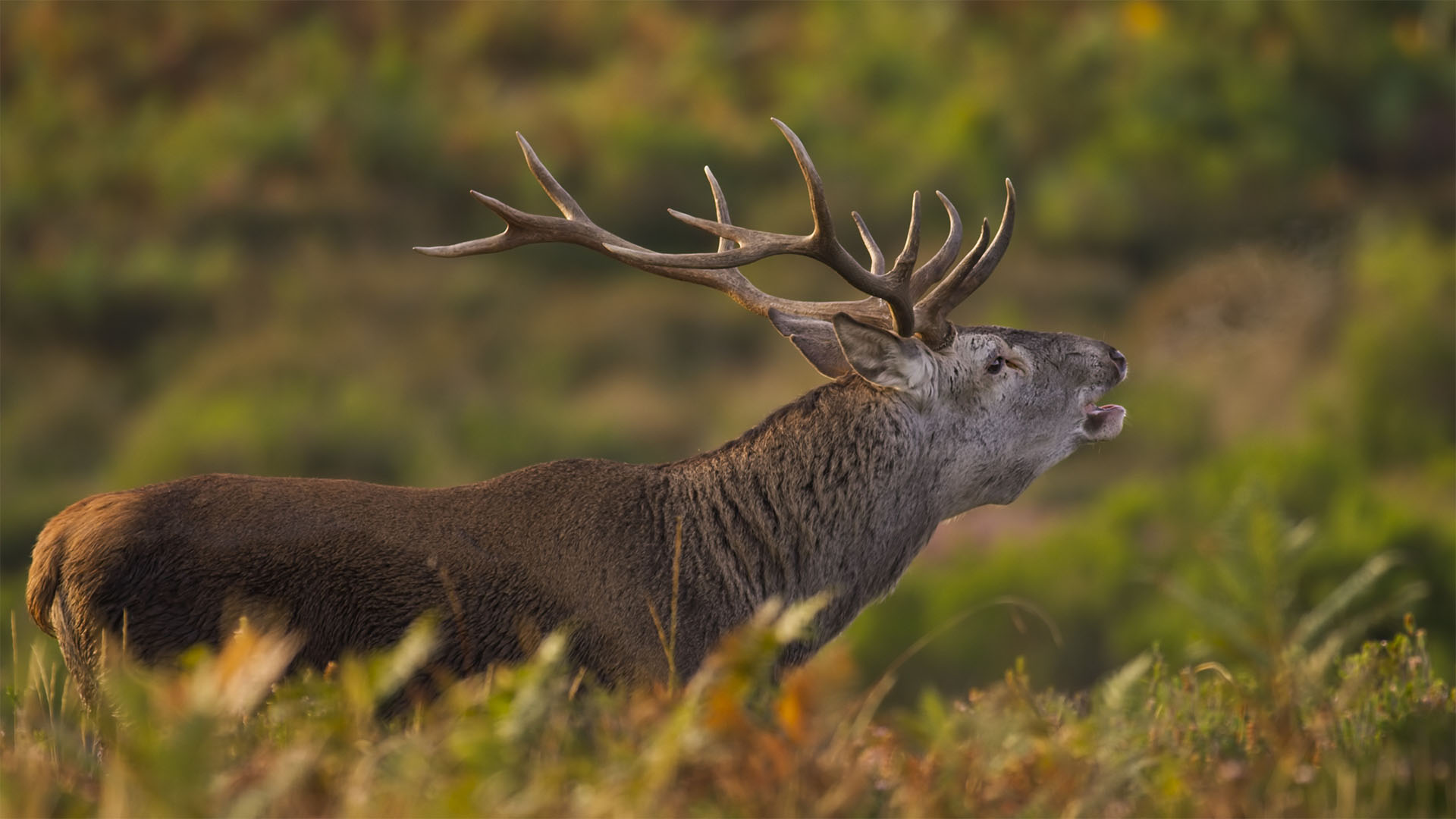 A red deer stands in grass. (2021 Avis Productions Nature Films, S.L.)This is from NATURAL TREASURES [Photo of the day - December 2022]