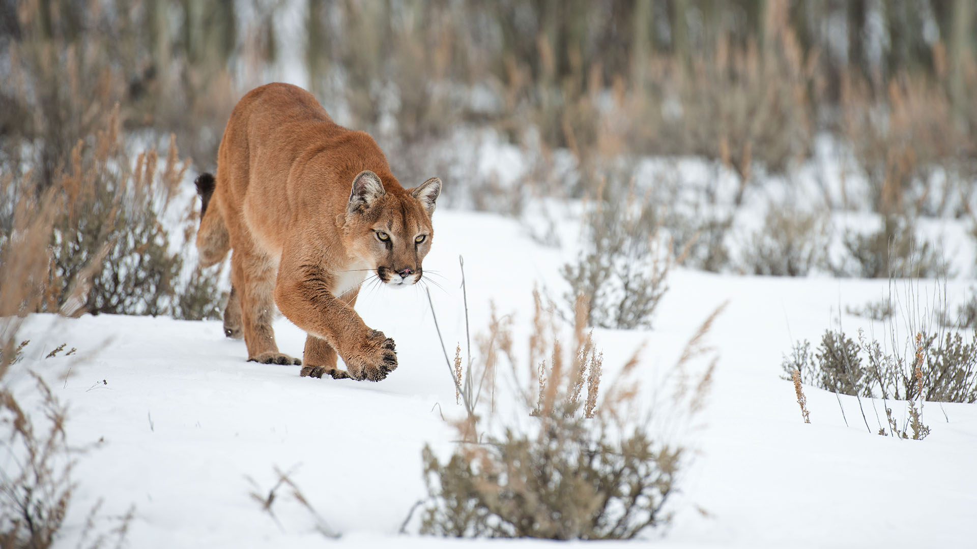 Captive Mountain lion stalking through the snow. This is from WILD YELLOWSTONE. [Photo of the day - December 2022]
