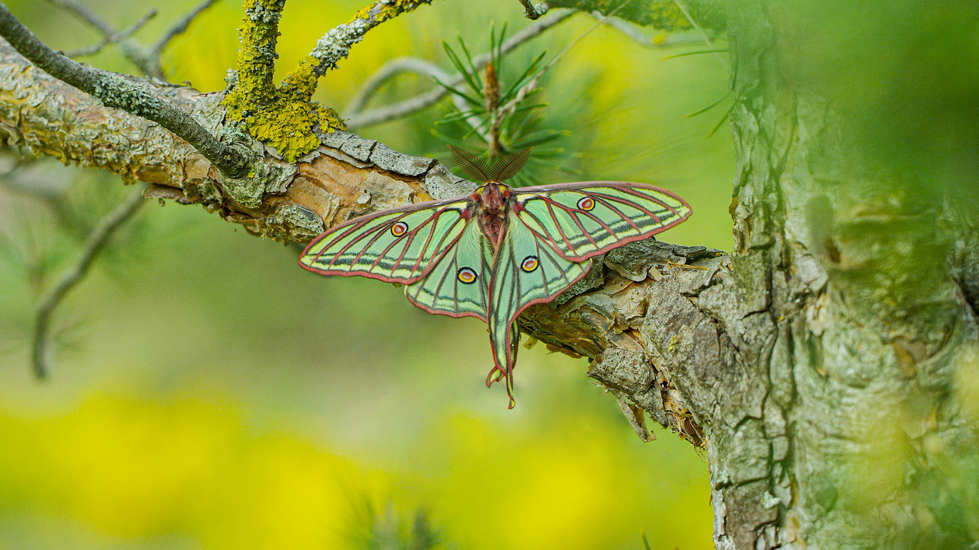 Graellsia isabellae, the Spanish moon moth, spreads its wings. This is from NATURAL TRASURES. [Photo of the day - December 2022]