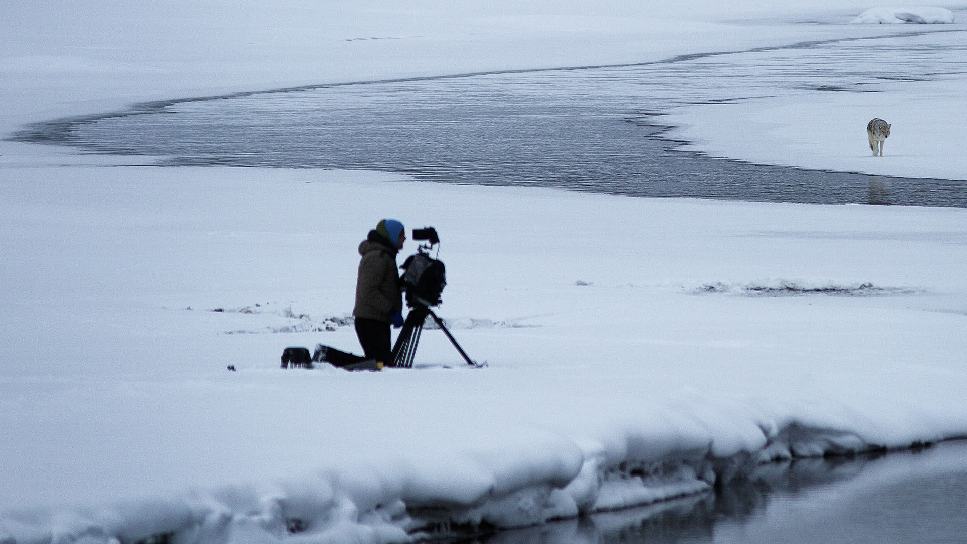 John Shire films a prowling coyote on the Yellowstone River. This is from WILD YELLOWSTONE. [Photo of the day - December 2022]