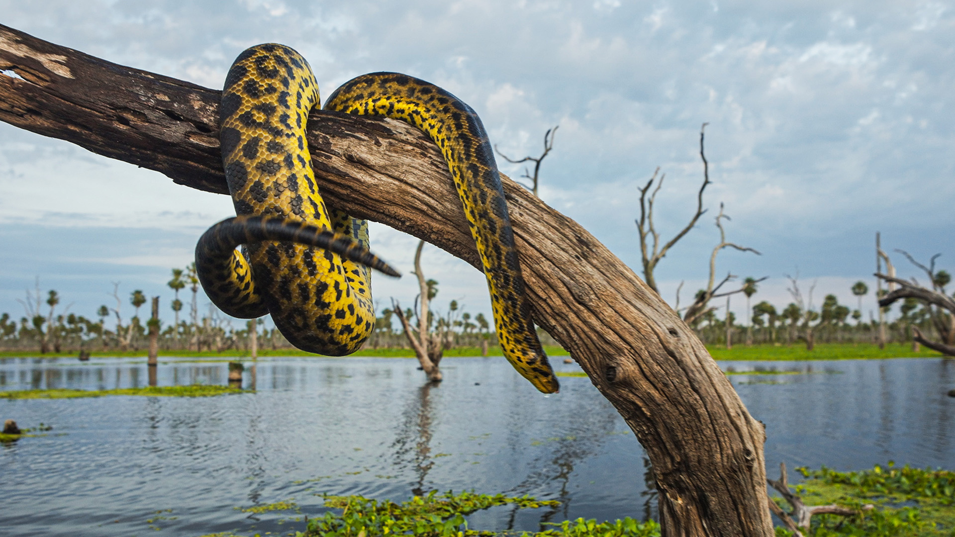 At over 4 meters (13 feet) long, the yellow anaconda is Argentina's largest snake. This is from... [Photo of the day - January 2023]