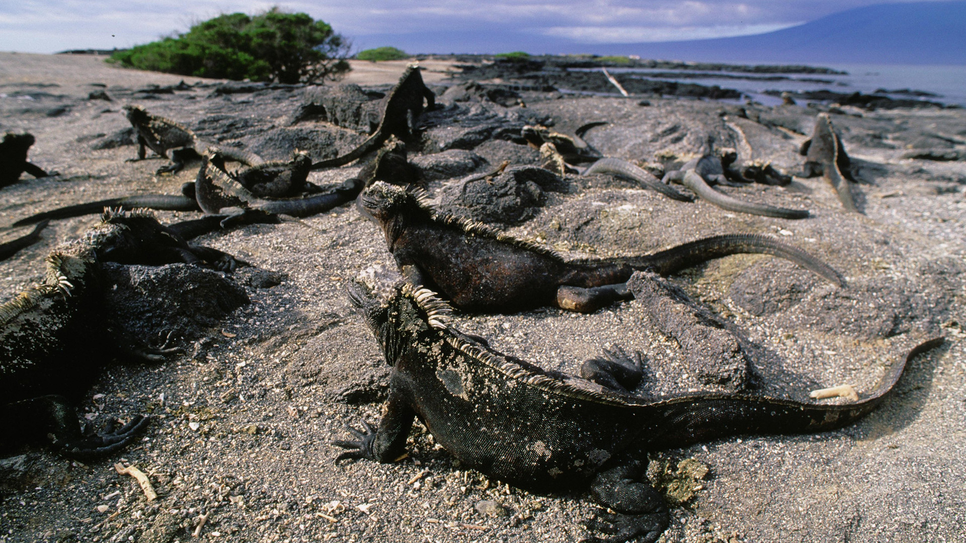 The Galapagos' marine iguanas must soak up several hours of sunshine before they have the energy... [Photo of the day - January 2023]
