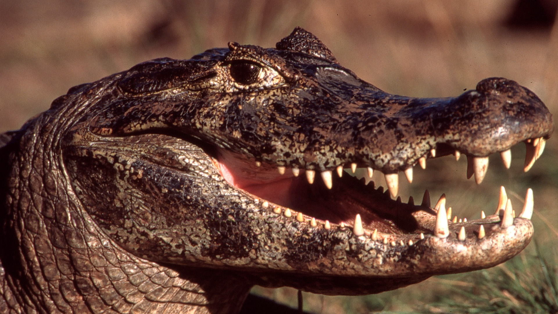 Caimans are one of Brazil's top predators, and the dry season is a time of plenty. This is from... [Photo of the day - January 2023]