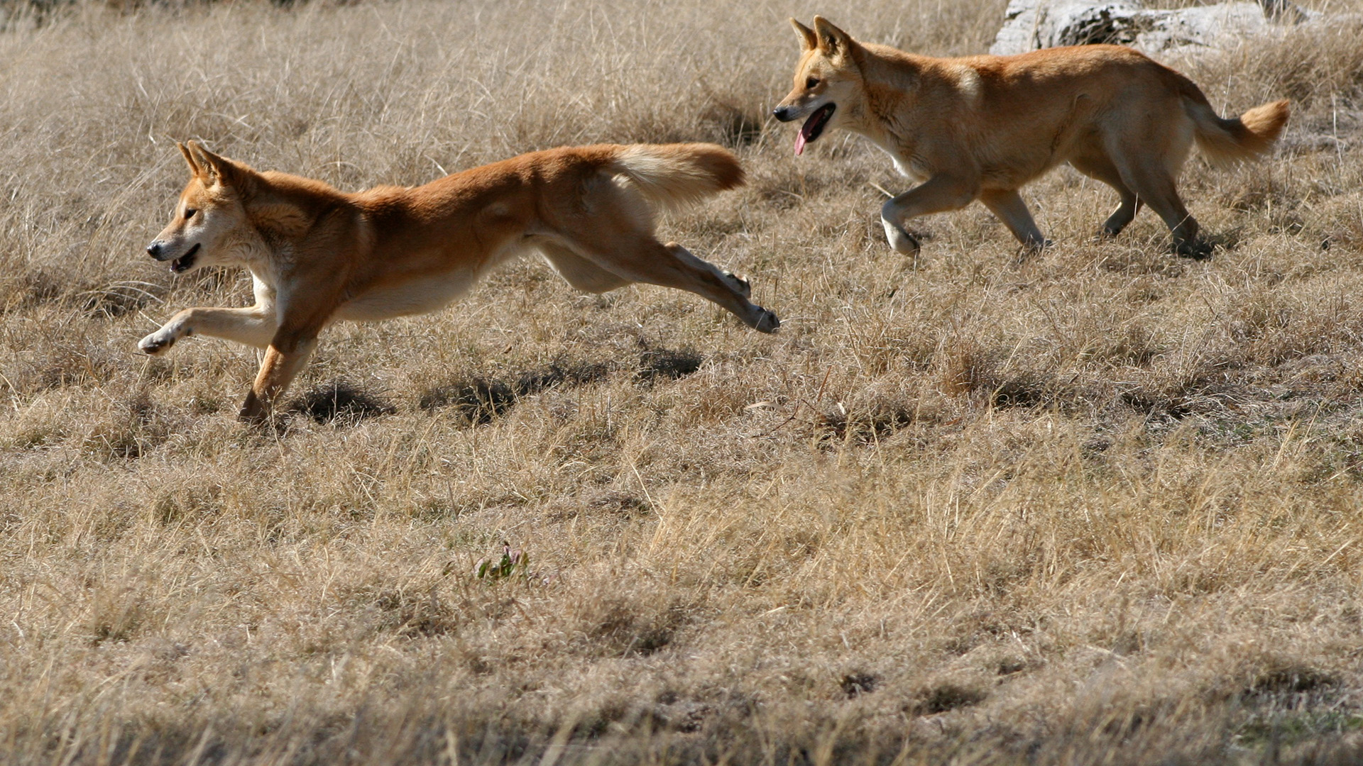 The Dingo will hunt alone but also in a pack. This is from Wild 24 II. [Photo of the day - January 2023]