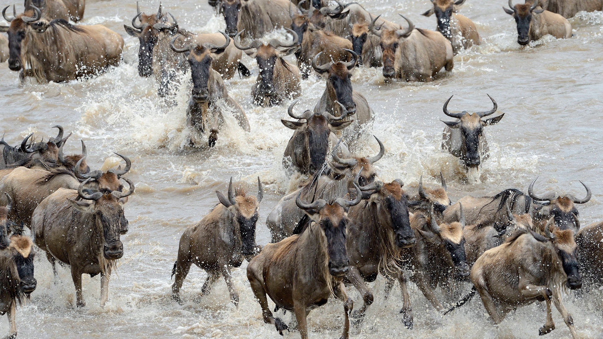 Crossing waterways is an extremely dangerous activity for wildebeest which must battle hungry... [Photo of the day - January 2023]