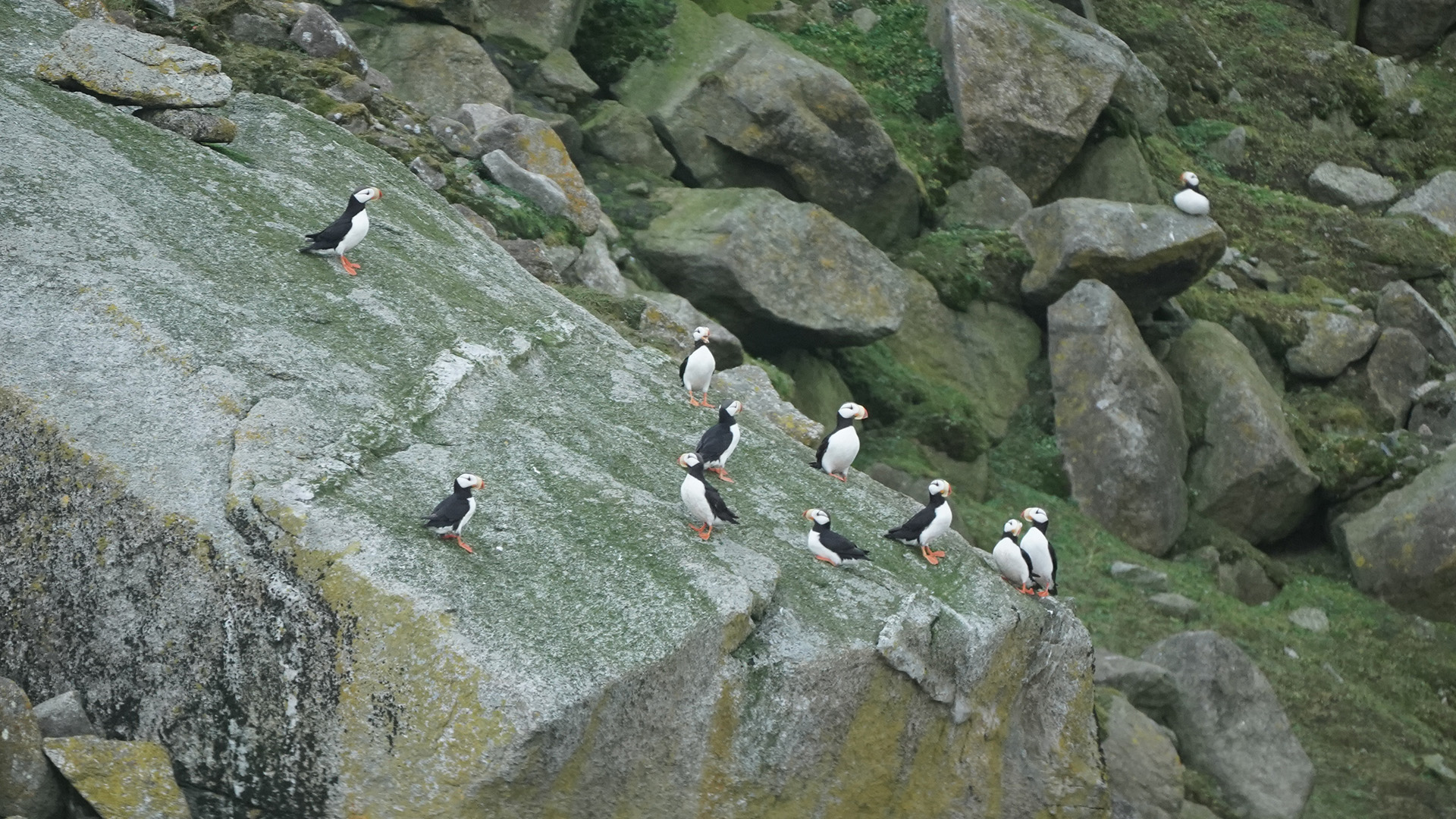 طيور البفن تقف على صخرة في سانت بول. هذه الصورة من... [Photo of the day - يناير 2023]