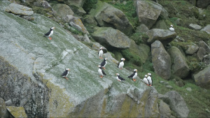 Puffins on the rocks on St. This is... [Photo of the day - 25 JANUARY 2023]