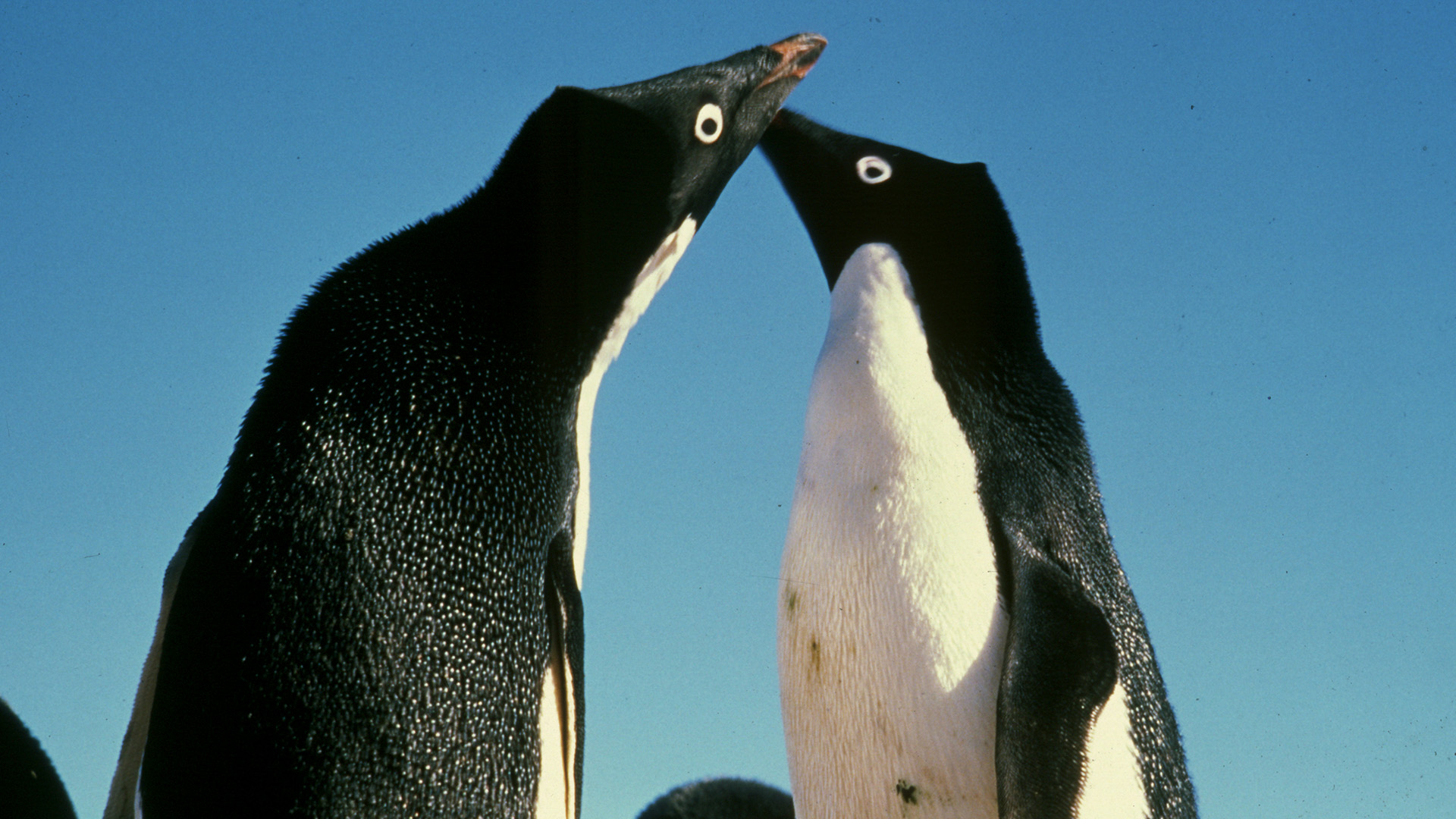 Two Adelie penguins. This is from Wild 24 II. [Photo of the day - January 2023]