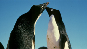 Two Adelie penguins. This is from... [Photo of the day - 26 JANUARY 2023]