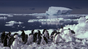 Adelie penguins often enter the... [Photo of the day - 28 JANUARY 2023]