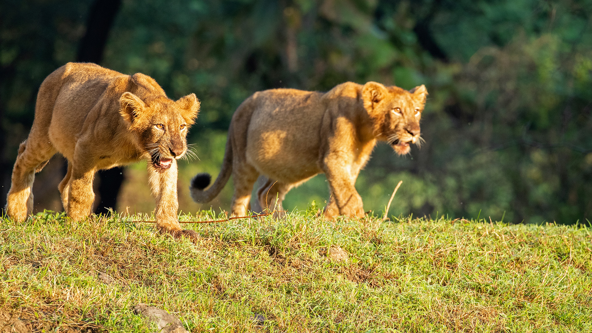 Asiatic lion cubs exploring the forest. This is from Pride of India. [Photo of the day - February 2023]
