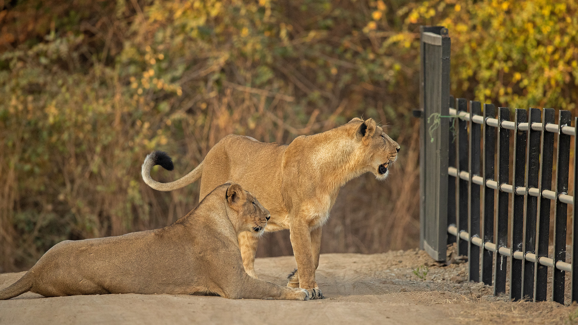 An Asiatic lioness pair wait for the rest of their pride to join them, at the gate near the... [Photo of the day - February 2023]