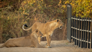 An Asiatic lioness pair wait for the... [Photo of the day -  6 FEBRUARY 2023]