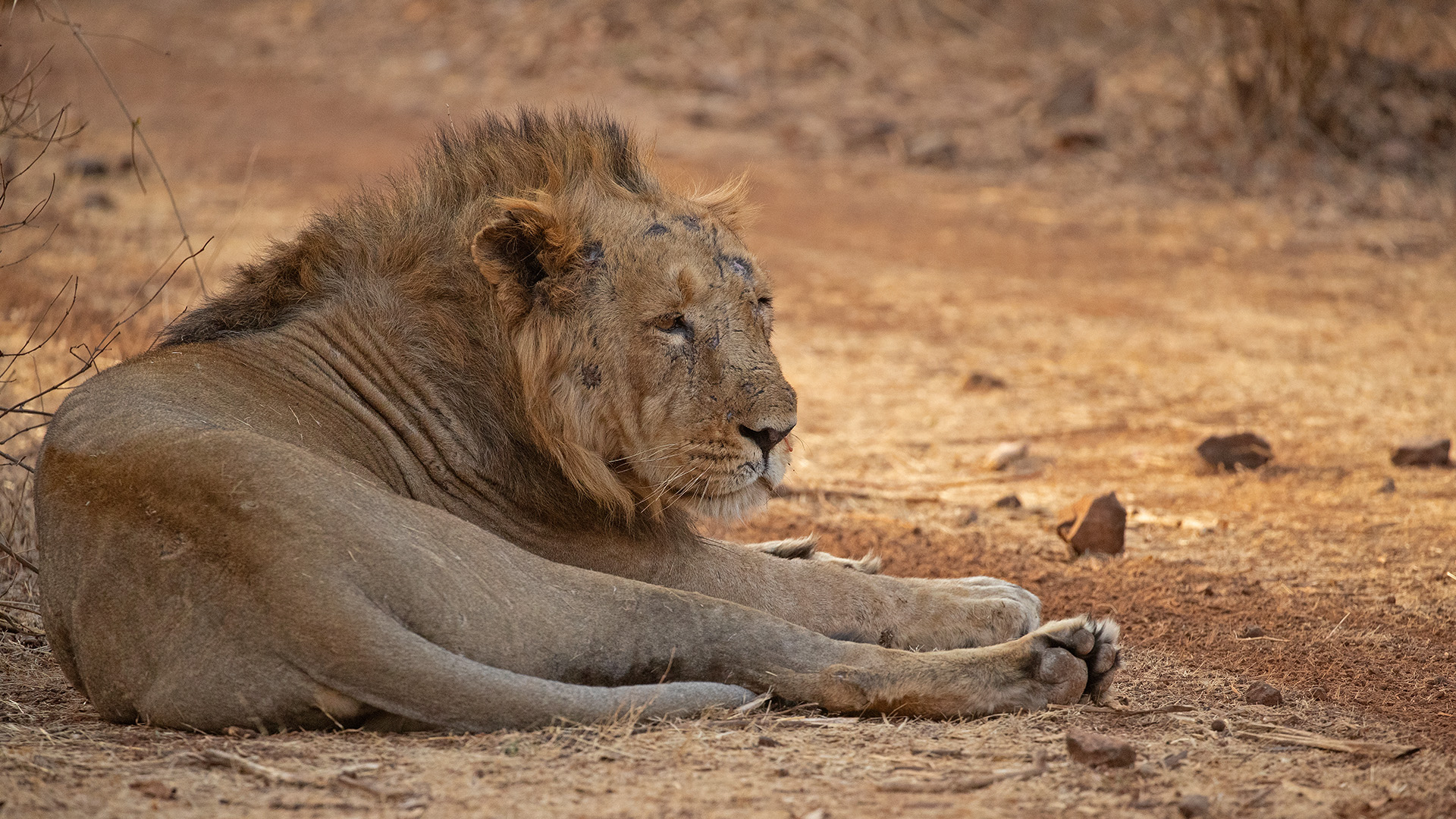 An injured Asiatic lion resting after a brutal fight. This is from Pride of India. [Photo of the day - February 2023]