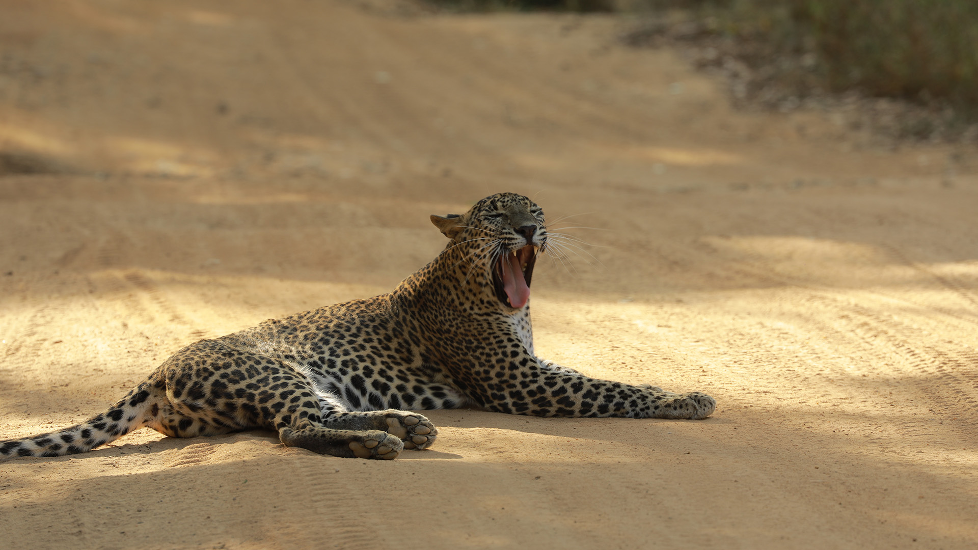 A Sri Lankan leopard yawns on a road. This is from Sri Lanka: Leopard Dynasty. [Photo of the day - February 2023]