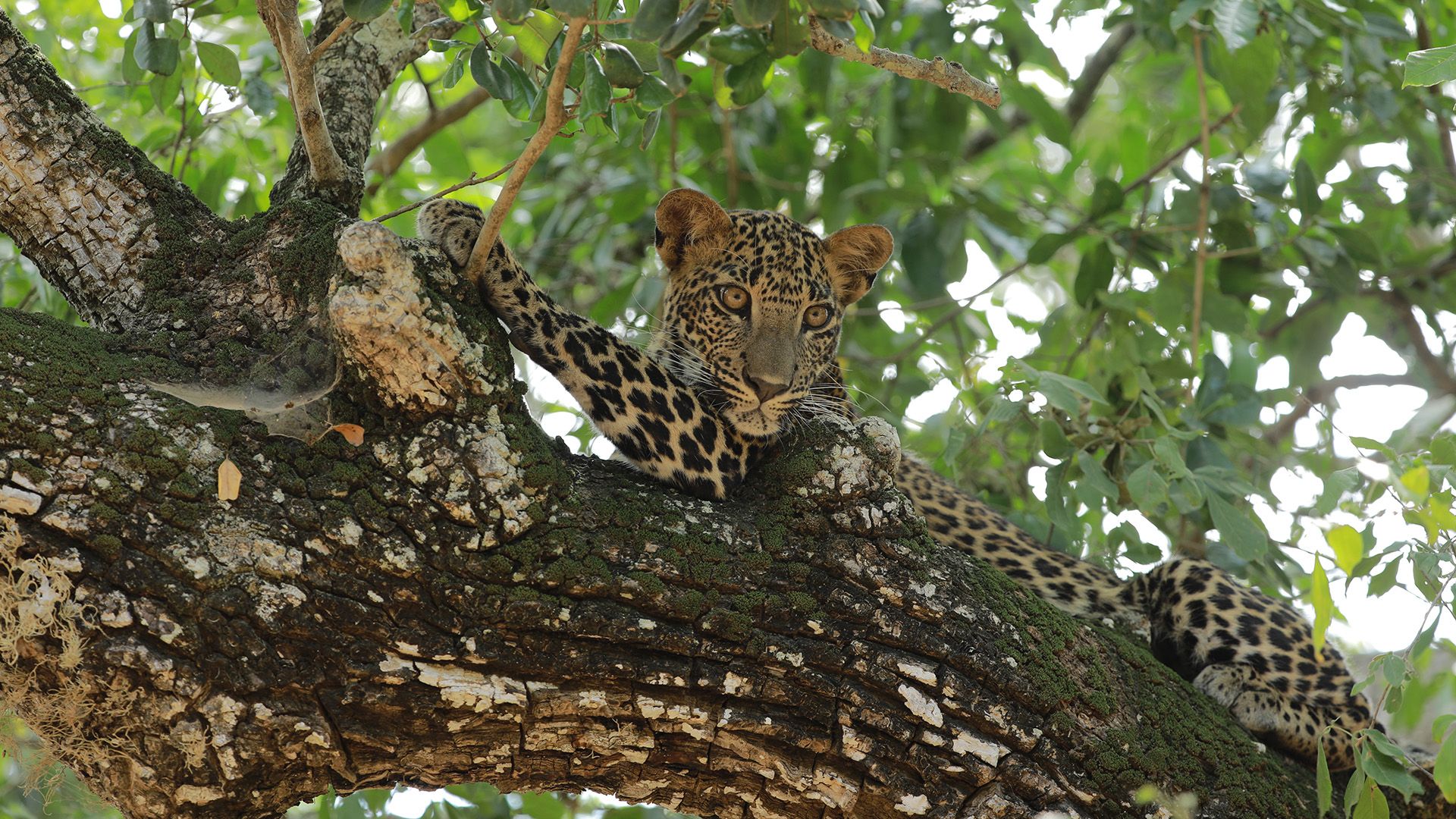 A Sri Lankan leopard lounging in a tree. This is from Sri Lanka: Leopard Dynasty. [Photo of the day - February 2023]