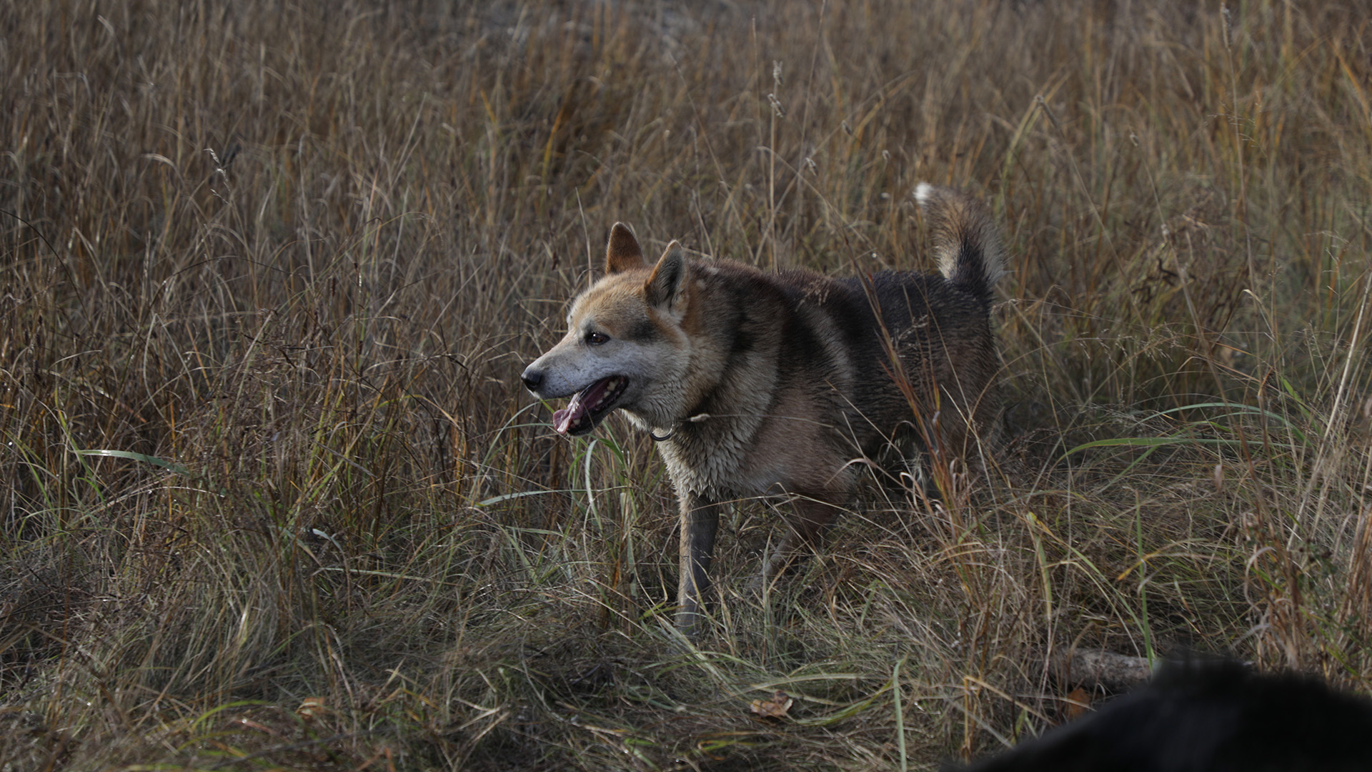 أحد الكلاب من نوع هاسكي ألاسكا الخاصة ببرينتون.  هذه... [Photo of the day - مارس 2023]