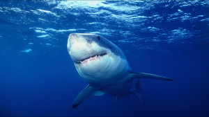 Great White Shark. This is from... [Photo of the day - 20 MARCH 2023]