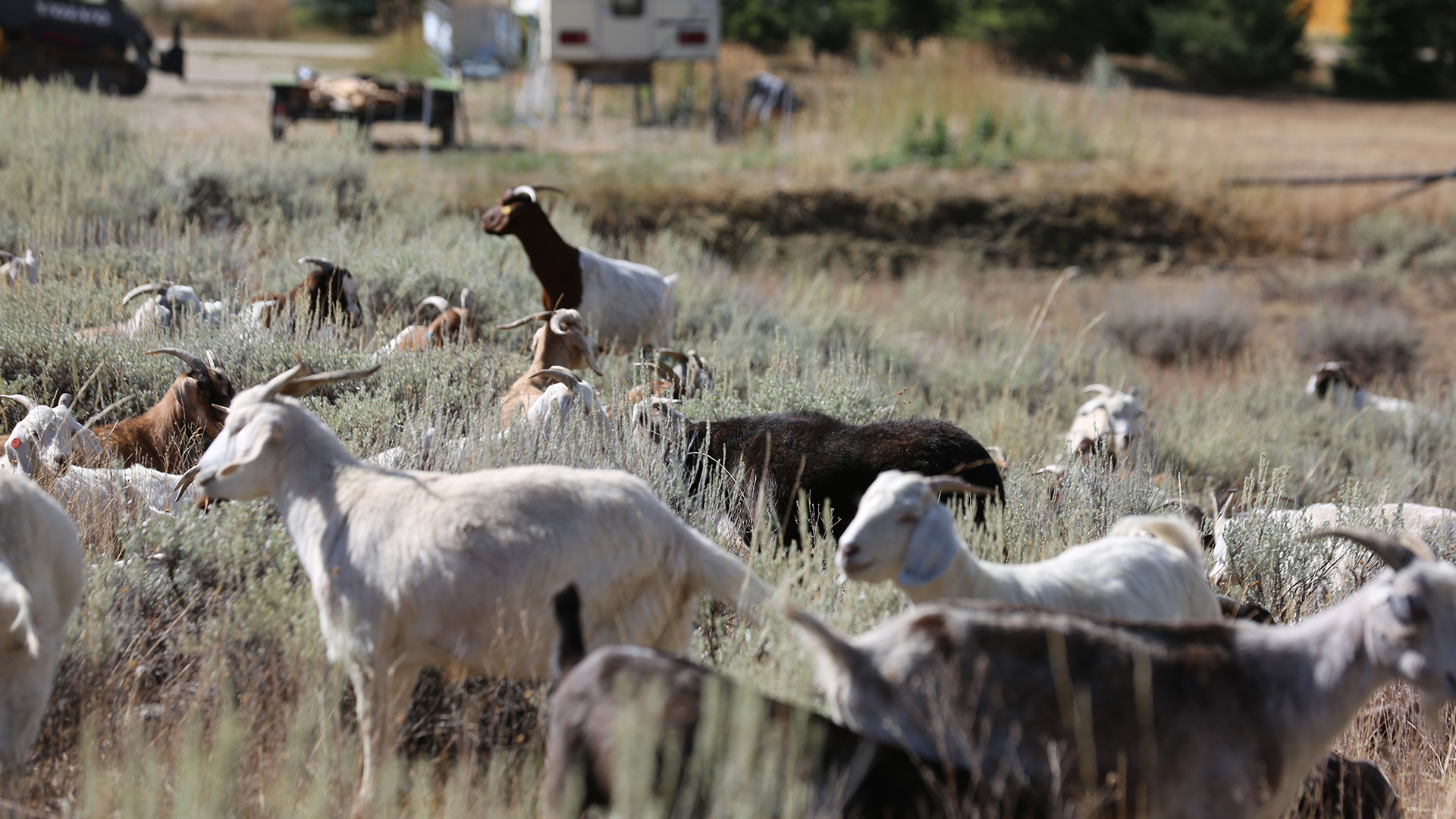 The Thrane's goats grazing on the homestead of Ivan and Chia Thrane.  This is from Man, Woman, dog. [Photo of the day - March 2023]