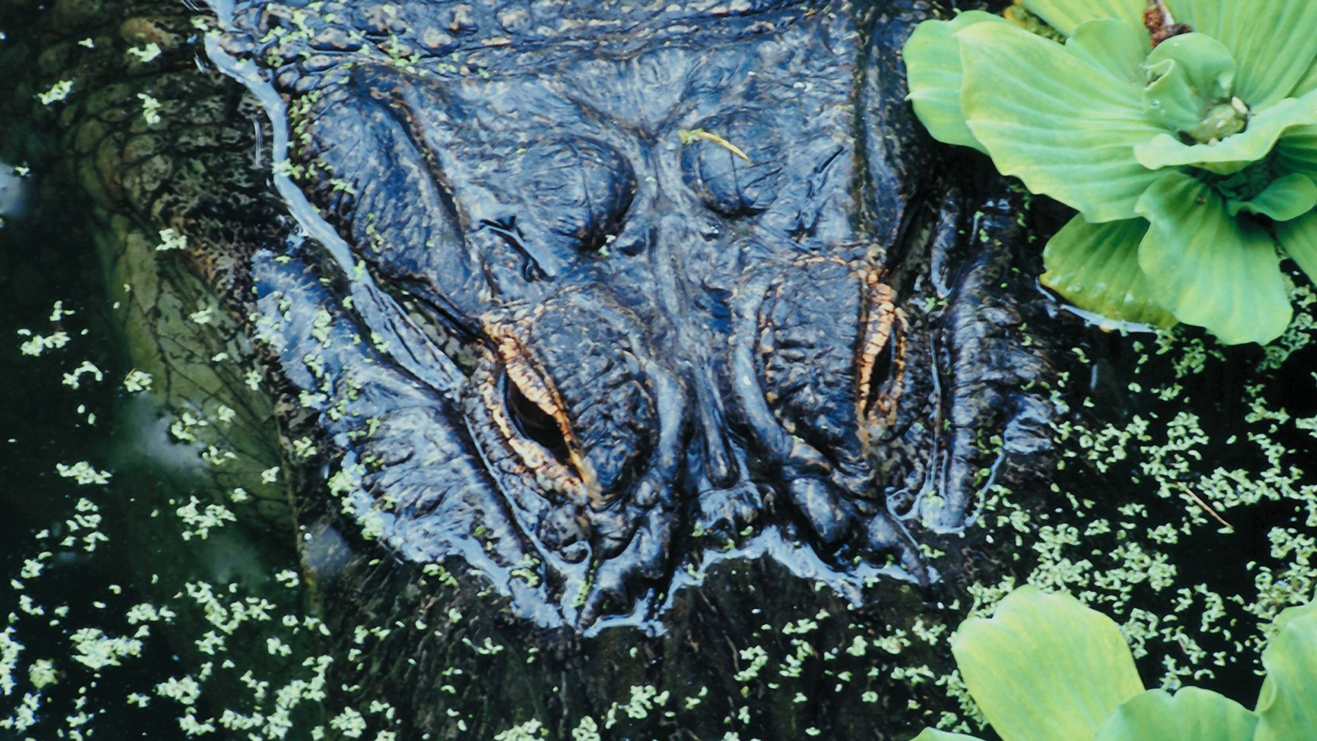 Crocodile in water. This is from Deadly Dozen. [Photo of the day - March 2023]
