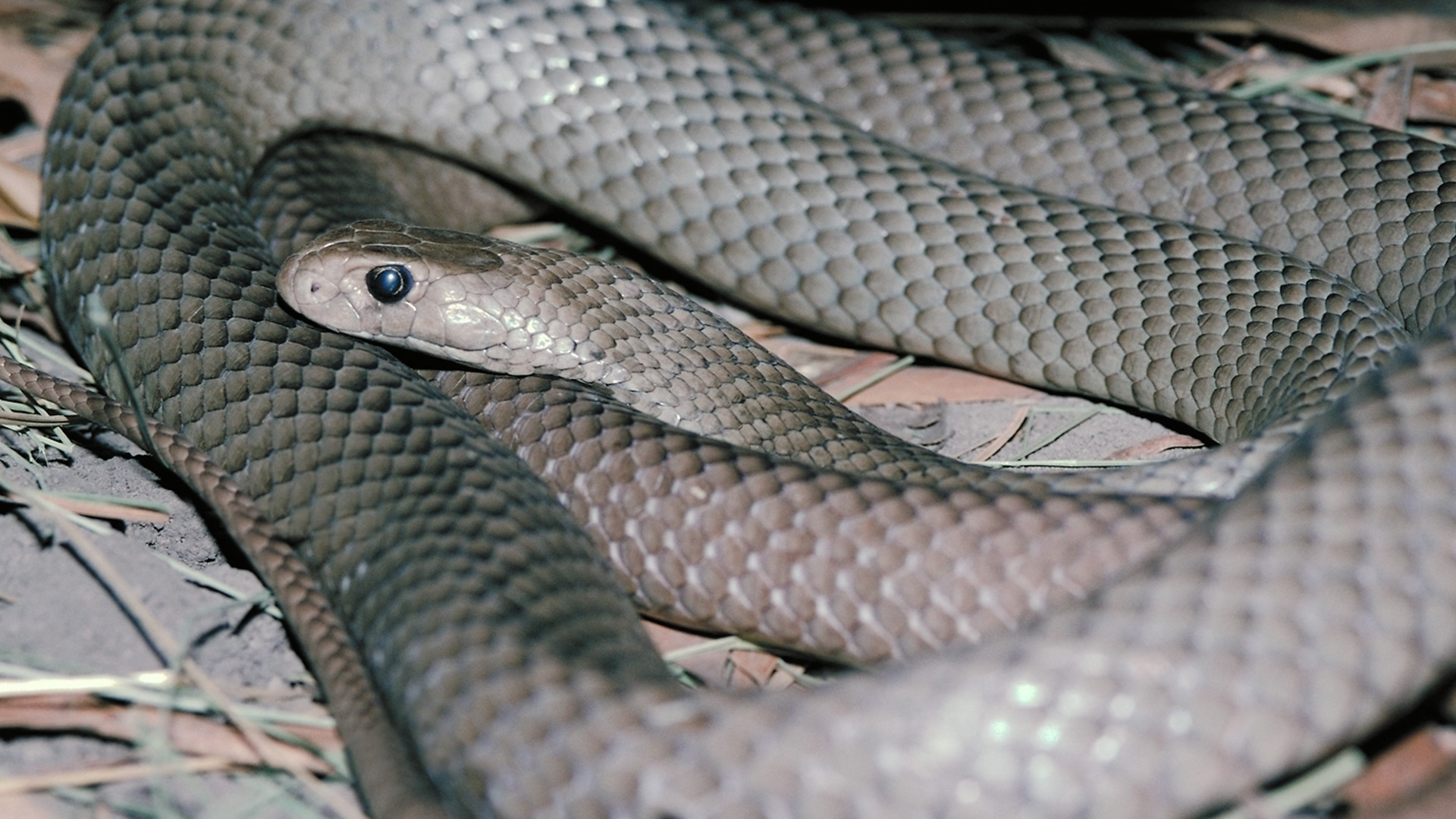 Venomous Taipan Snake This is from Deadly Dozen. [Photo of the day - March 2023]
