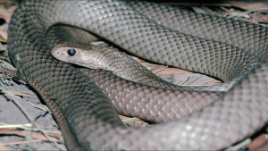 Venomous Taipan Snake This is from... [Photo of the day - 27 MARCH 2023]