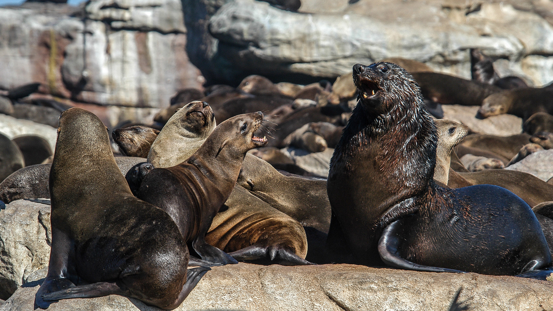 Cape Fur Seals fighting in Lamberts Bay. This is from Untamed Africa. [Photo of the day - March 2023]