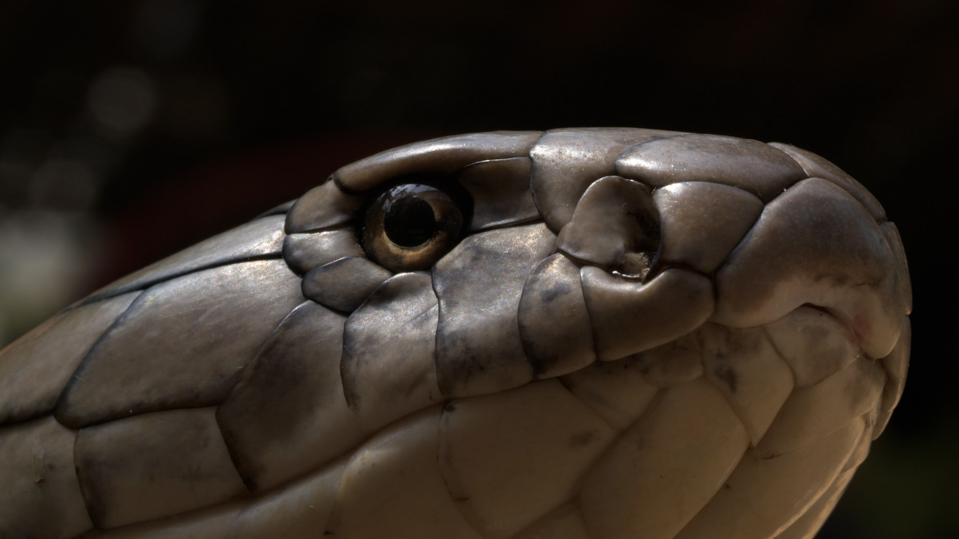 A wild male king cobra is pictured in close-up during mating season in Agumbe, India. This is... [Photo of the day - March 2023]