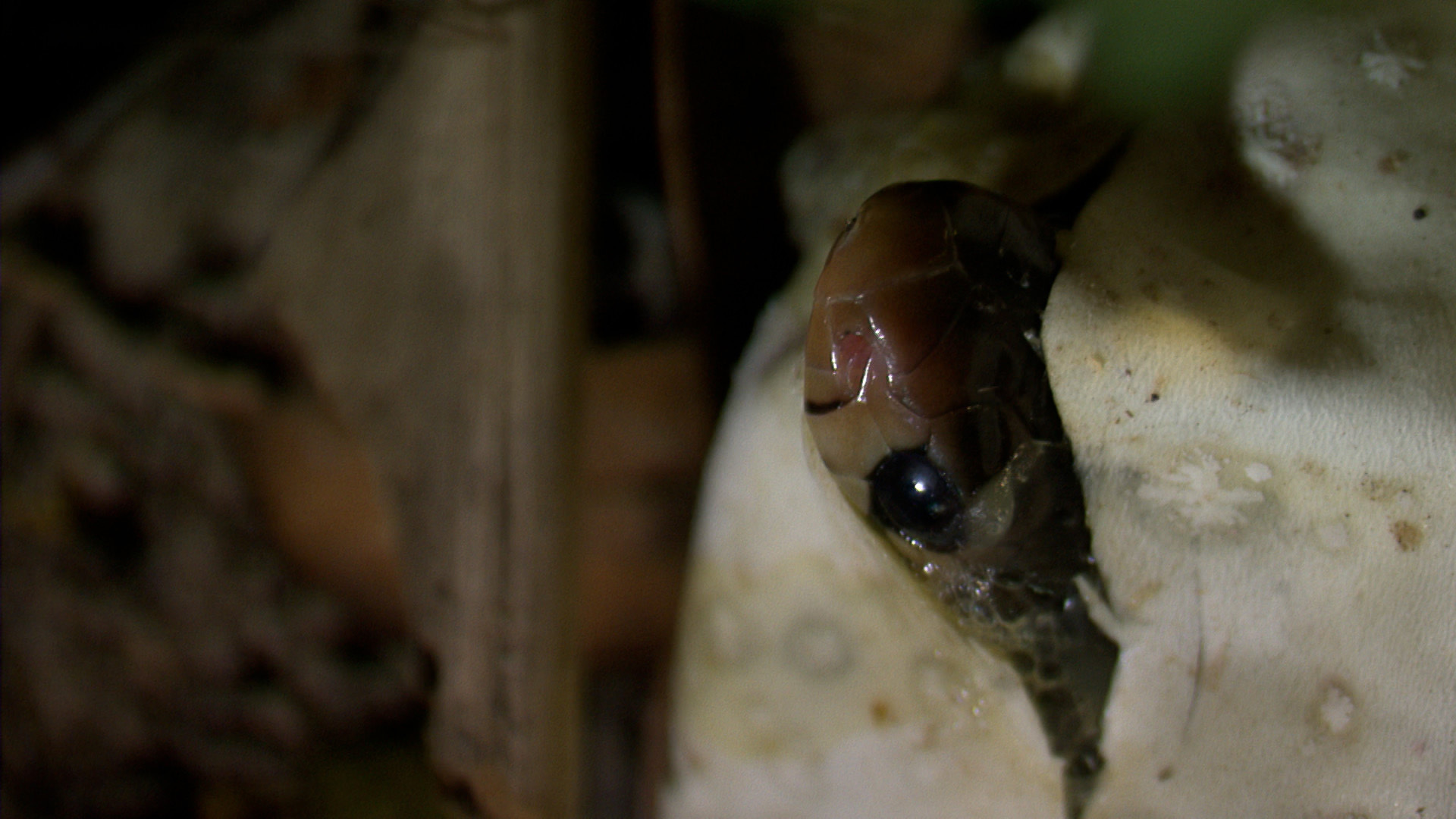 A baby forest cobra hatches from it's egg after two months.  This is from Legends Of Venom. [Photo of the day - March 2023]