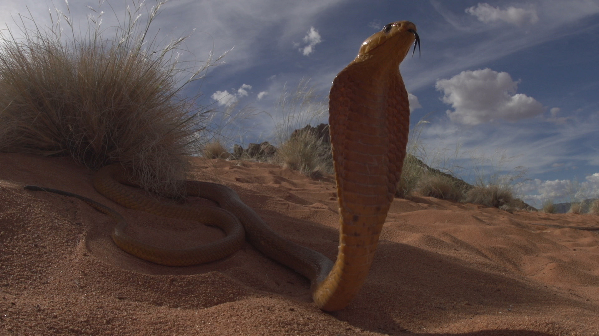 A Cape cobra flairs it's ribs hooding to ward off a potential threat in Namibia. This is from... [Photo of the day - March 2023]