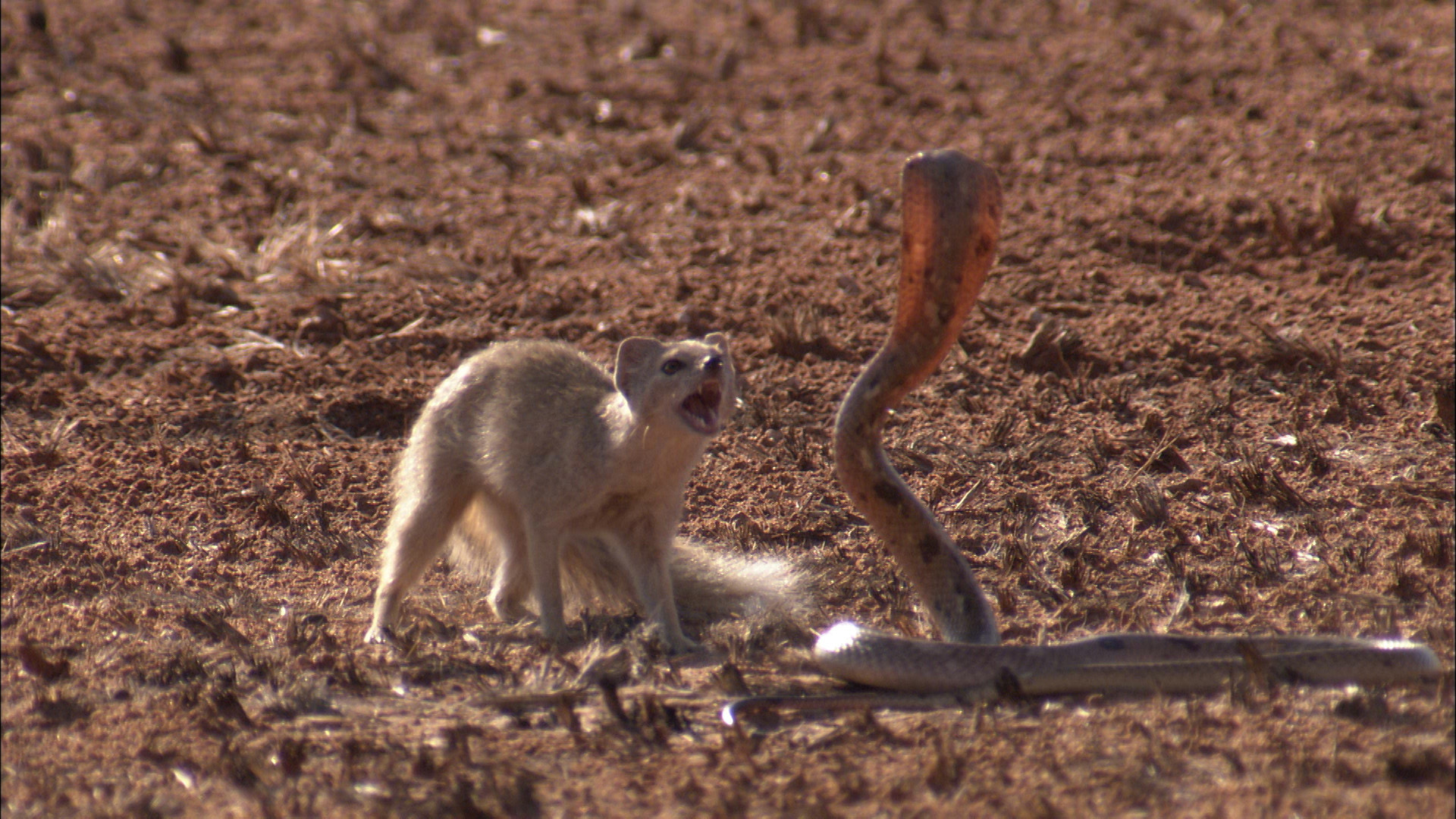 A Cape cobra fights against a yellow mongoose in the Namibian desert.  This is from Legends Of... [Photo of the day - March 2023]