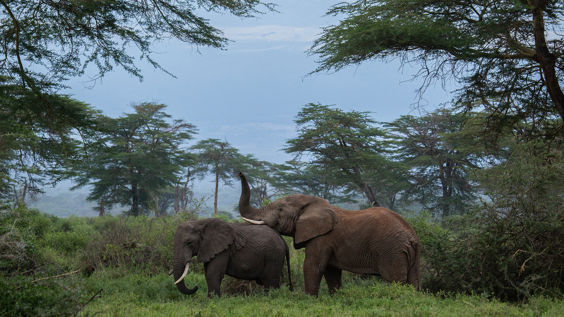 A family of elephants roam through Kimana Sanctuary, a crucial corridor that links Amboseli... [Photo of the day - April 2023]