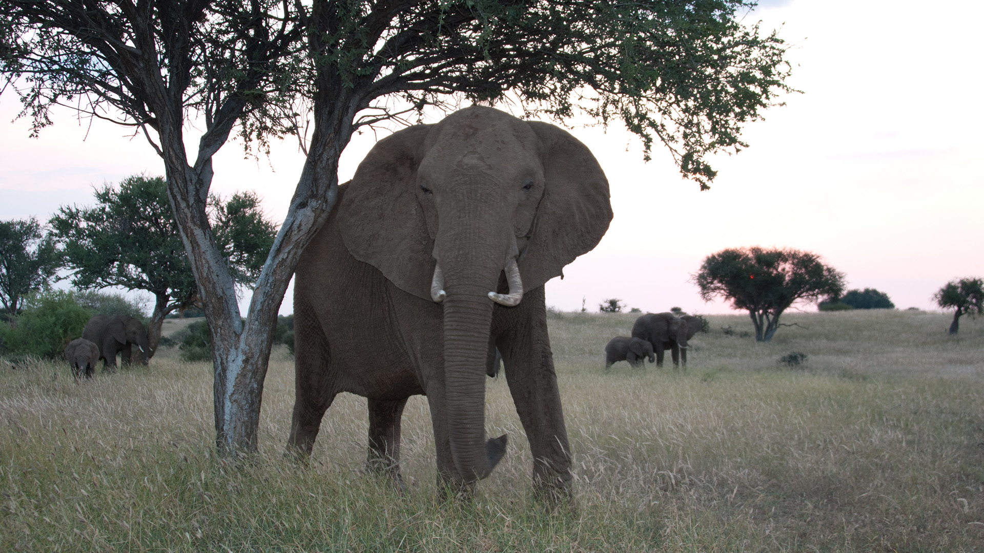 Elephant Bull under tree at Mala Mala Game Reserve.  This is from Africa's deadliest. [Photo of the day - April 2023]
