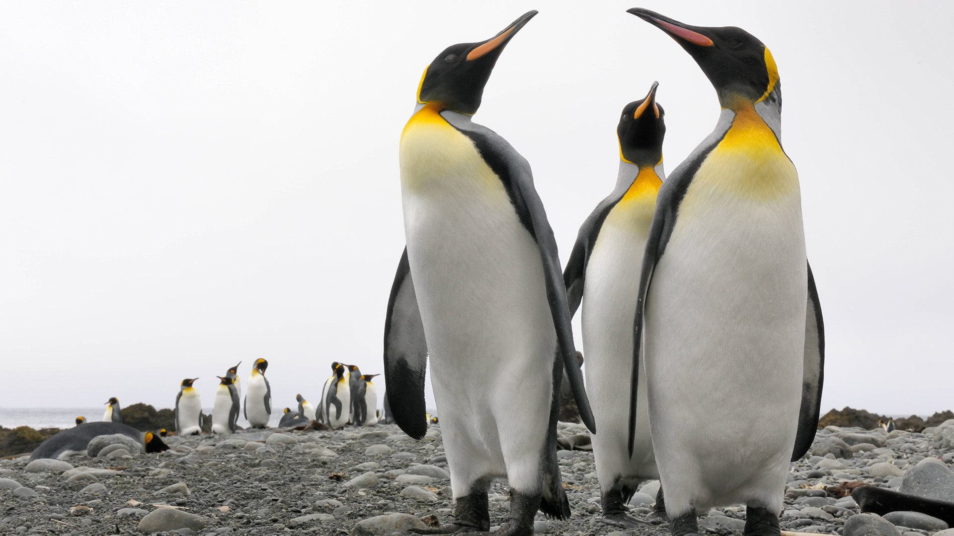 King penguins walking on beach. Penguins are typically prey for orcas. This is from Africa's... [Photo of the day - April 2023]