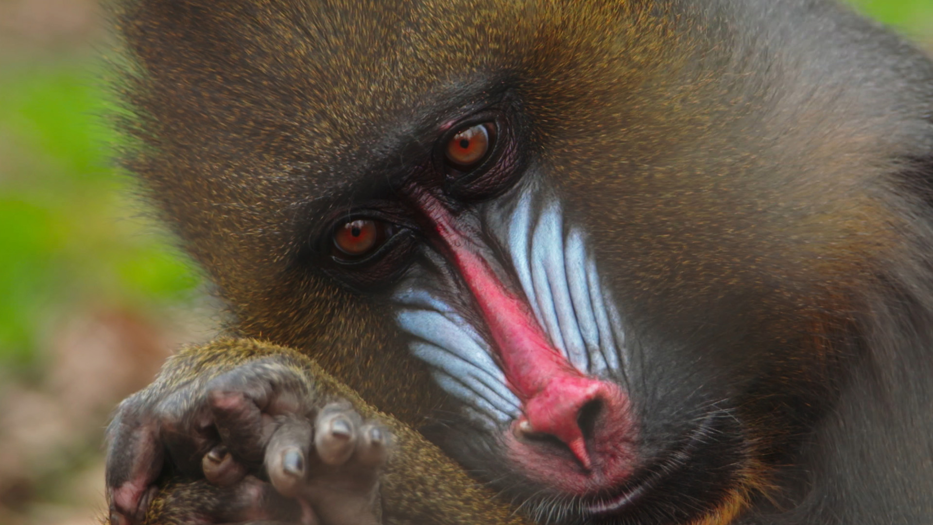 Eebi, one of the Columbus Zoo's resident old lady mandrills, has been having some issues with... [Photo of the day - April 2023]