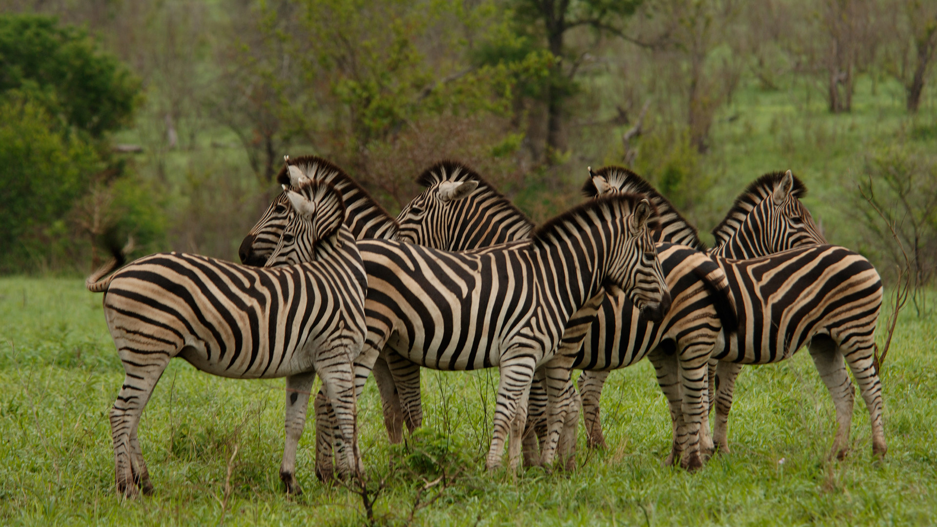 Group of zebras at Londolozi Game Reserve. This is from Africa's deadliest. [Photo of the day - April 2023]